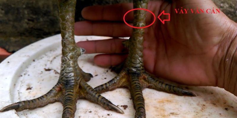 Vảy Gà Vấn Cán - Đặc Điểm Vảy Gà Độc Và Hiếm Nhất Khám phá đặc điểm của các loại vảy vấn cán