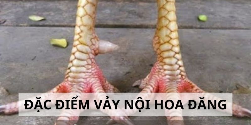 Vảy Nội Hoa Đăng - Đặc Điểm Và Cách Nhận Biết Cực Chuẩn Khám phá đặc điểm của vảy nội hoa đăng