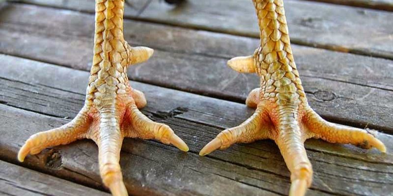 Vảy Gà Vấn Cán - Đặc Điểm Vảy Gà Độc Và Hiếm Nhất Thông tin đặc điểm của vảy gà vấn cán hoành khai