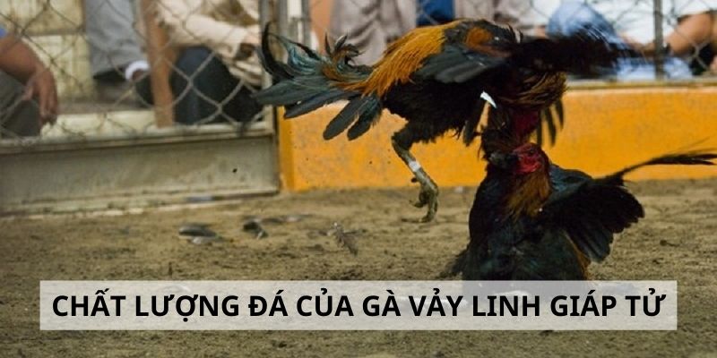 Vảy Linh Giáp Tử - 3 Tiêu Chí Đánh Giá Sức Mạnh Gà Chiến Thực hư chất lượng thi đấu của gà linh giáp tử