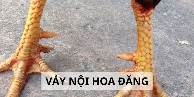 Vảy Nội Hoa Đăng - Đặc Điểm Và Cách Nhận Biết Cực Chuẩn Vảy Nội Hoa Đăng - Đặc Điểm Và Cách Nhận Biết Cực Chuẩn 2024