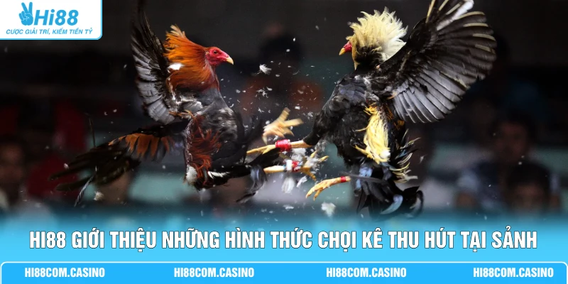 SV388 Đá Gà - Sảnh Cược Thu Hút 999+ Lượt Xem Chọi Kê Hi88 giới thiệu những hình thức chọi kê thu hút tại sảnh