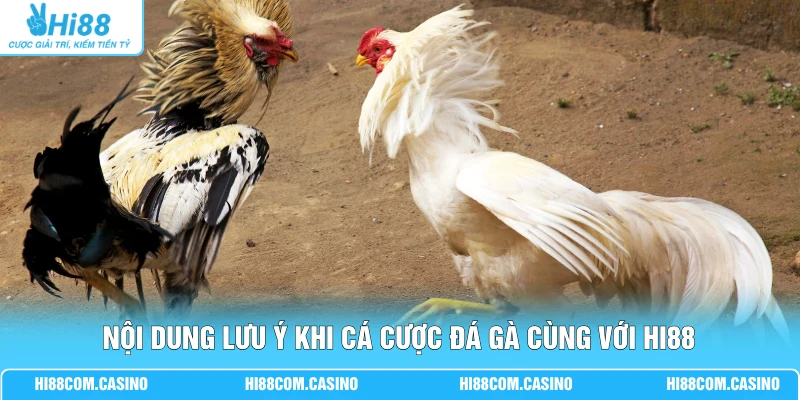 WS168 Đá Gà - Cá Cược Chọi Kê Trực Tuyến Cùng Hi88 Nội dung lưu ý khi cá cược đá gà cùng với Hi88