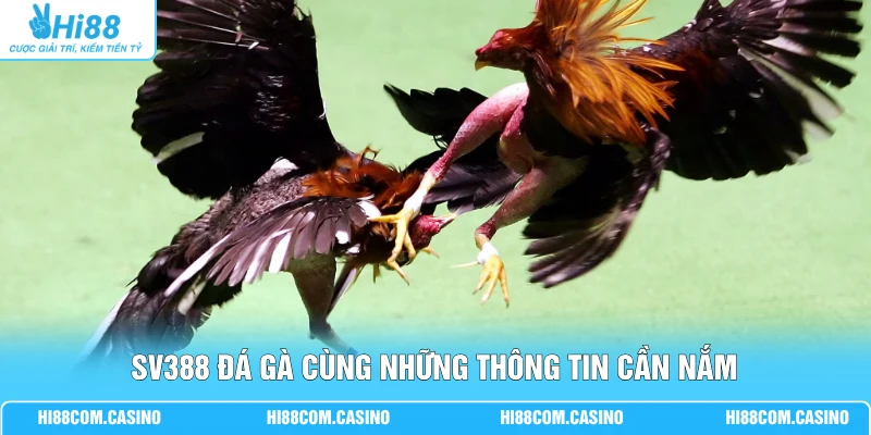 SV388 Đá Gà - Sảnh Cược Thu Hút 999+ Lượt Xem Chọi Kê SV388 đá gà cùng những thông tin cần nắm